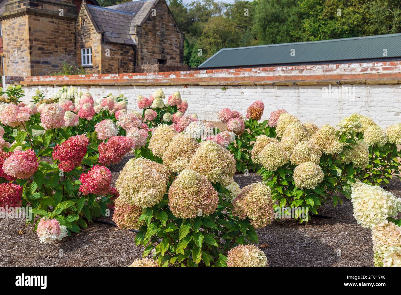 Fila di ortensie panicle (Hydrangea paniculata) che crescono in un giardino rurale. Foto Stock