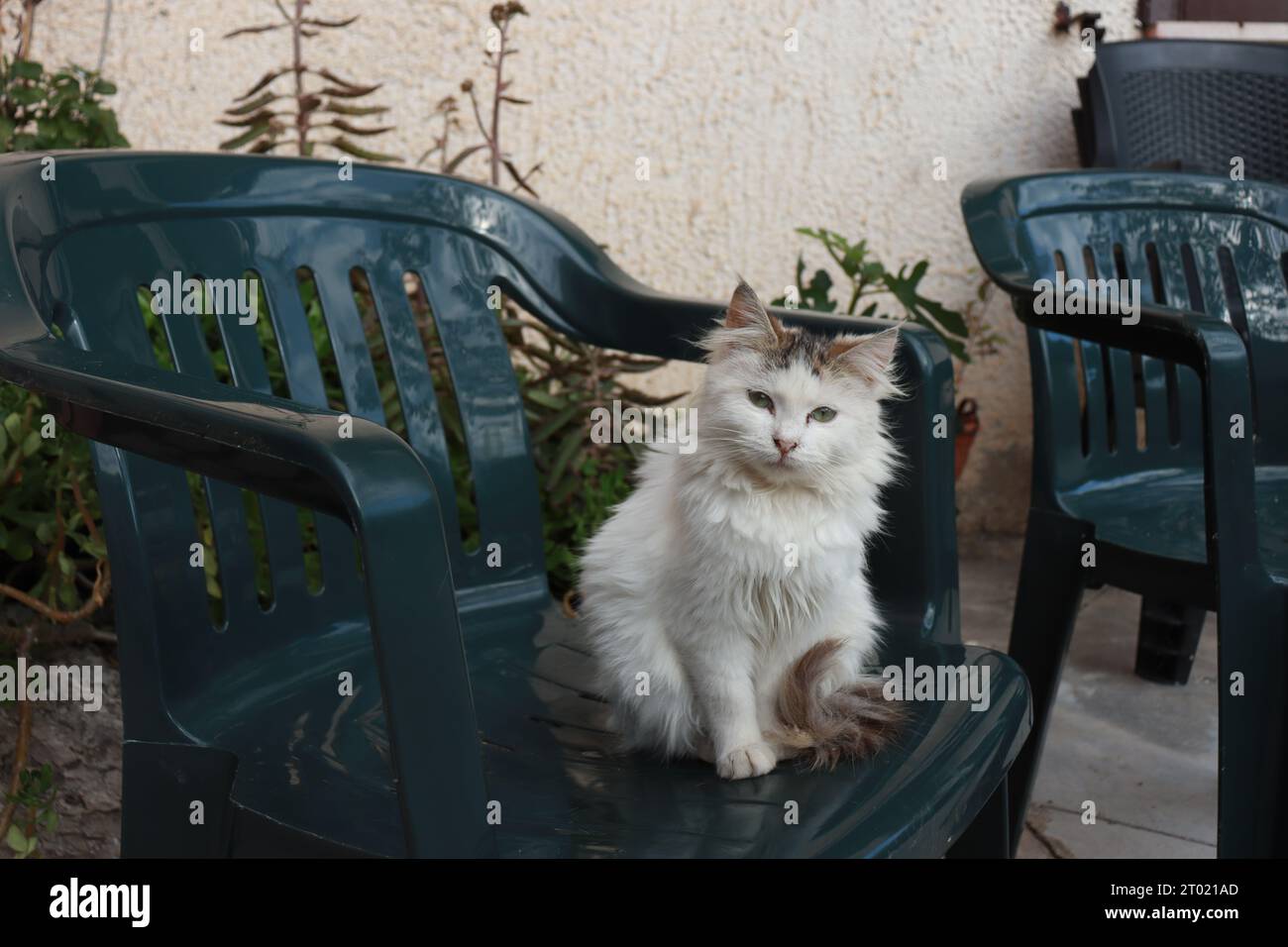 Calico Cat seduto su una sedia Foto Stock