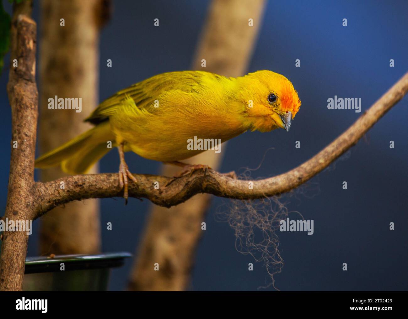 Il vivace Finch dello zafferano, originario del Sud America, sfoggia un impressionante piumaggio dello zafferano. Un simbolo di bellezza tropicale. Foto Stock