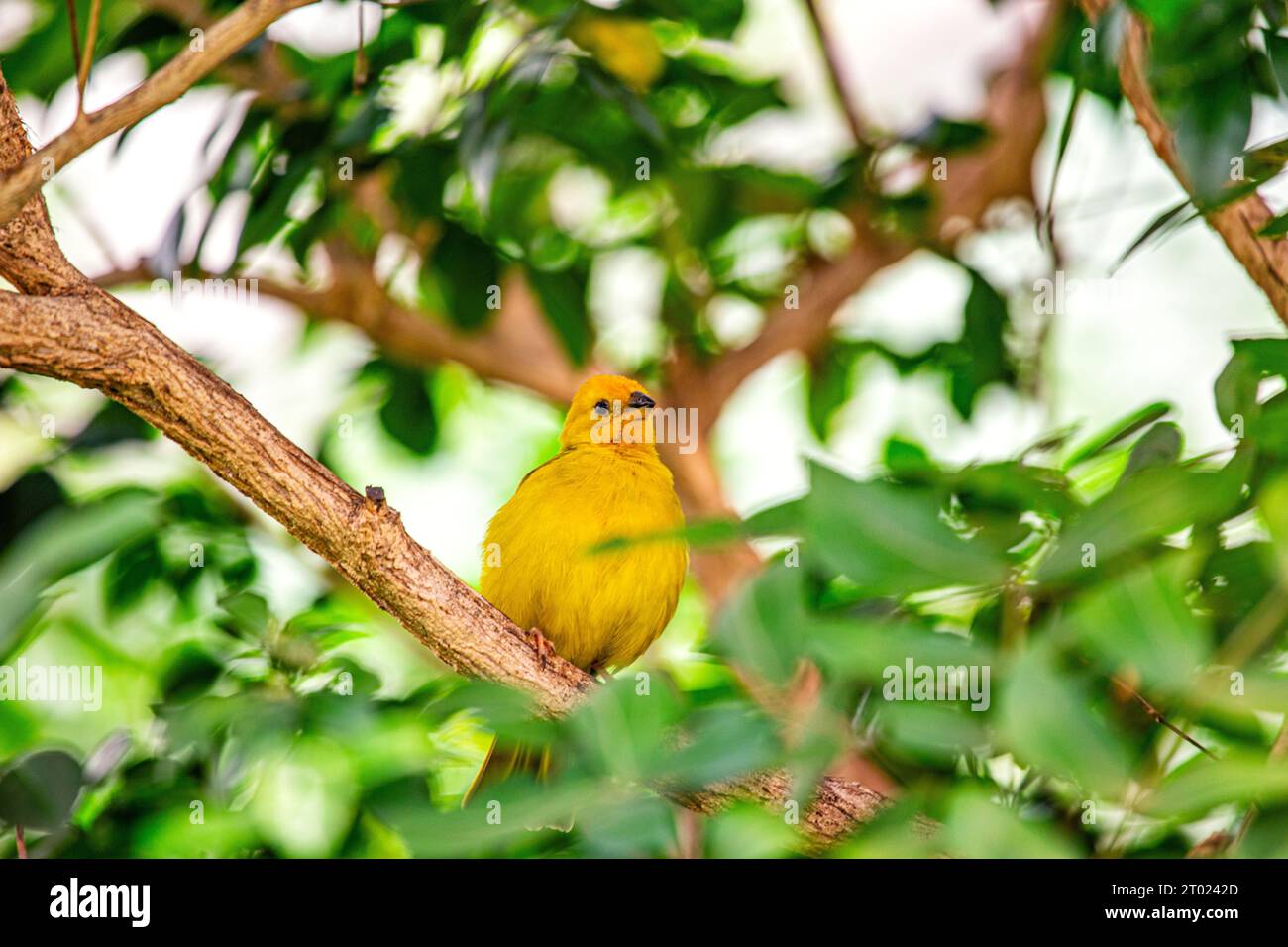 Il vivace Finch dello zafferano, originario del Sud America, sfoggia un impressionante piumaggio dello zafferano. Un simbolo di bellezza tropicale. Foto Stock