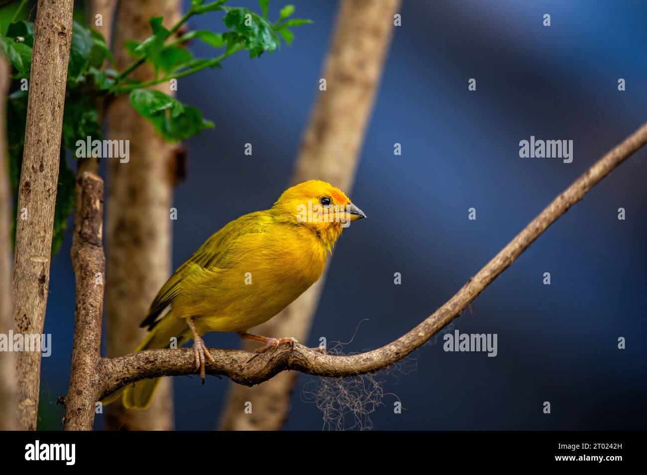 Il vivace Finch dello zafferano, originario del Sud America, sfoggia un impressionante piumaggio dello zafferano. Un simbolo di bellezza tropicale. Foto Stock
