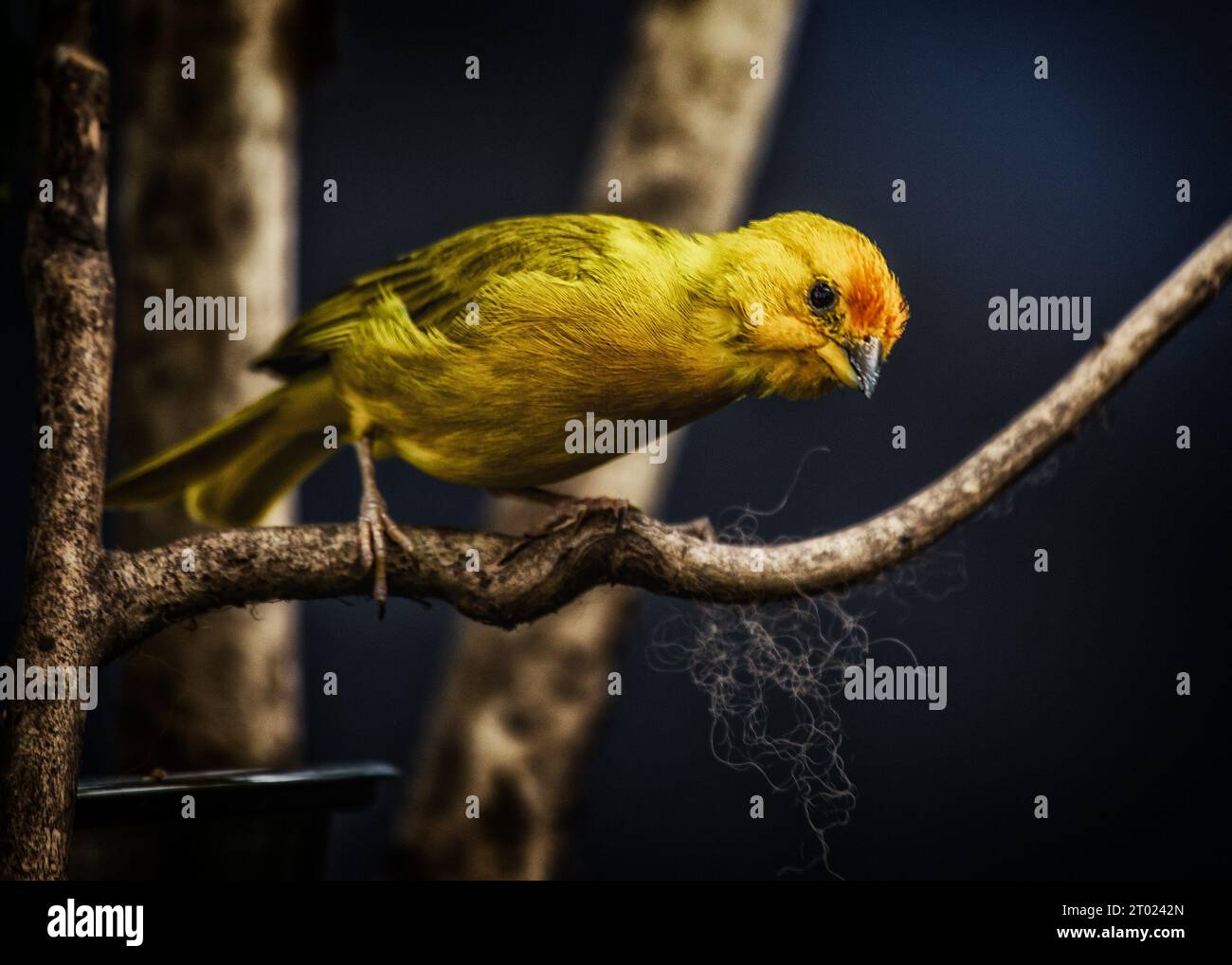 Il vivace Finch dello zafferano, originario del Sud America, sfoggia un impressionante piumaggio dello zafferano. Un simbolo di bellezza tropicale. Foto Stock