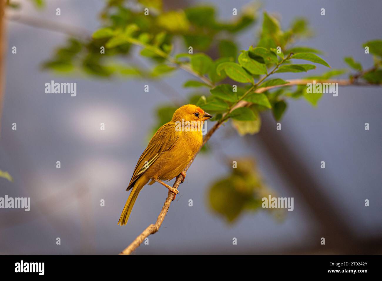 Il vivace Finch dello zafferano, originario del Sud America, sfoggia un impressionante piumaggio dello zafferano. Un simbolo di bellezza tropicale. Foto Stock
