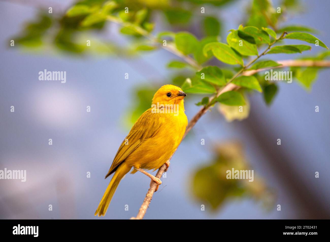 Il vivace Finch dello zafferano, originario del Sud America, sfoggia un impressionante piumaggio dello zafferano. Un simbolo di bellezza tropicale. Foto Stock