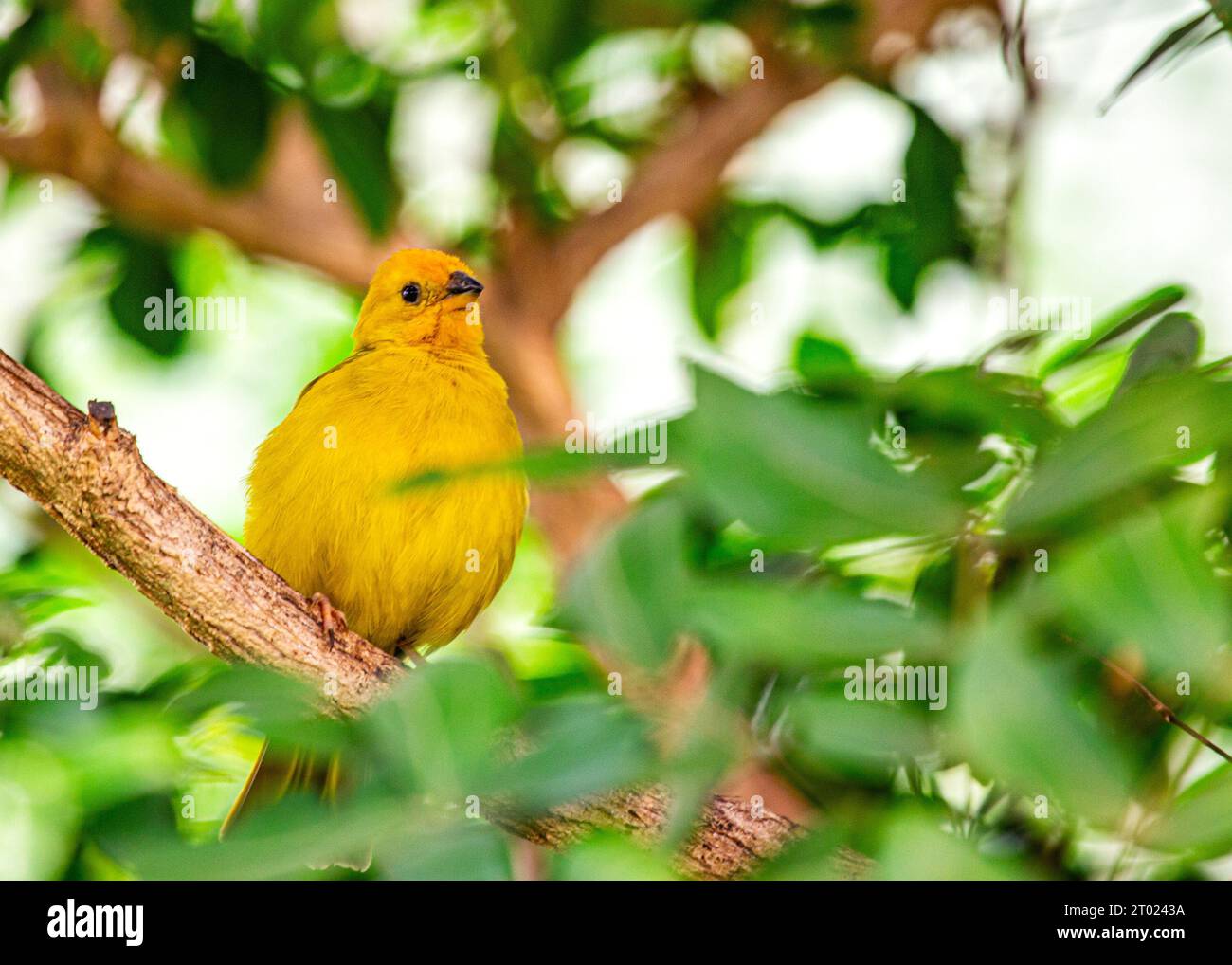 Il vivace Finch dello zafferano, originario del Sud America, sfoggia un impressionante piumaggio dello zafferano. Un simbolo di bellezza tropicale. Foto Stock