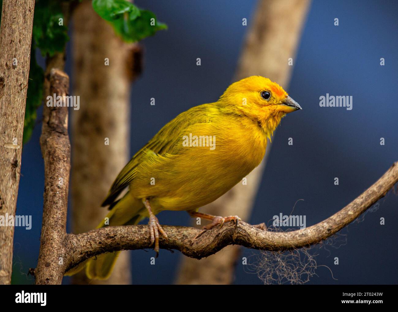 Il vivace Finch dello zafferano, originario del Sud America, sfoggia un impressionante piumaggio dello zafferano. Un simbolo di bellezza tropicale. Foto Stock