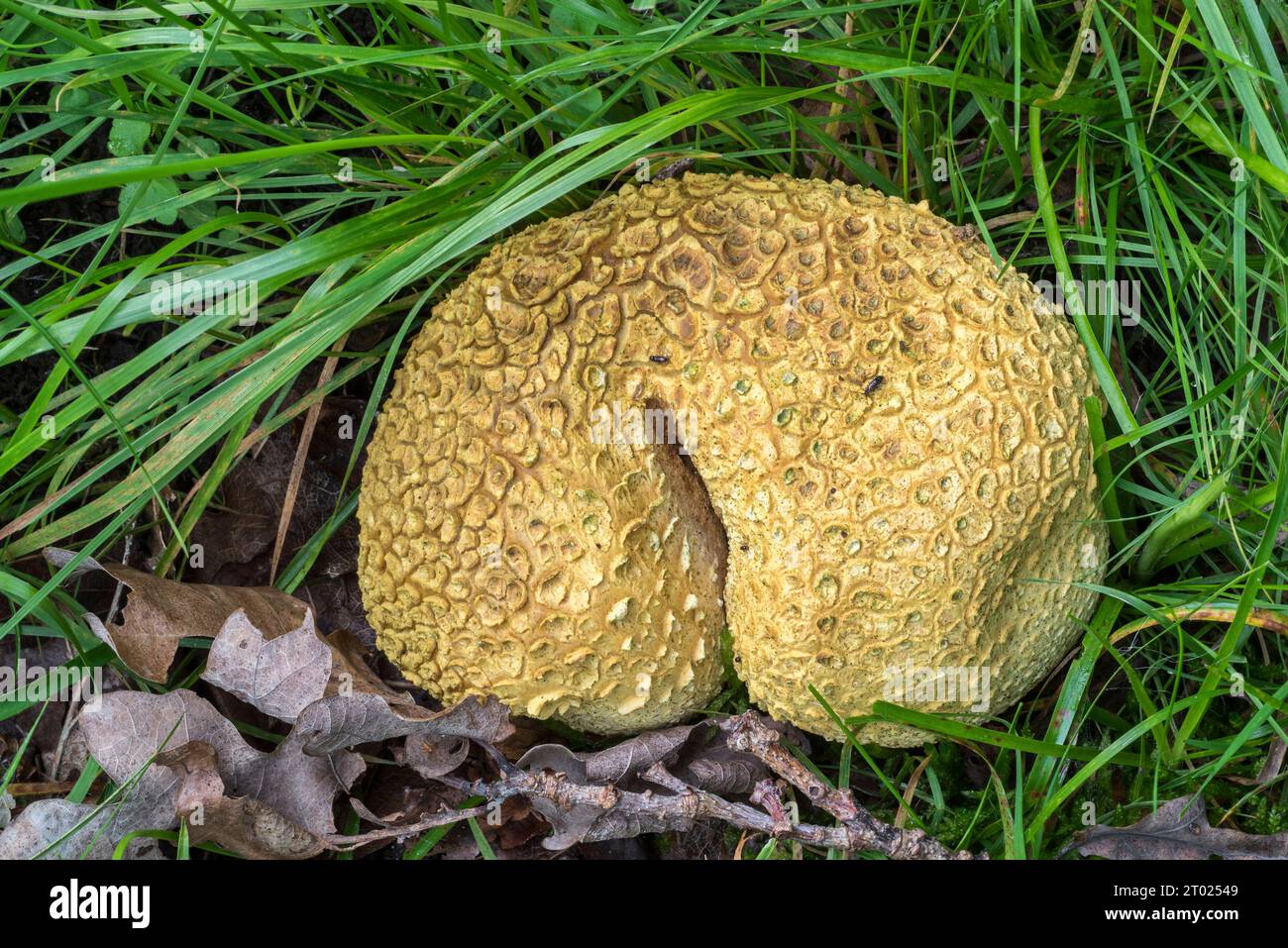 Palla di terra comune / palla di veleno per suino / palla di terra comune (scleroderma citrinum / scleroderma aurantium) nell'erba nella foresta autunnale Foto Stock