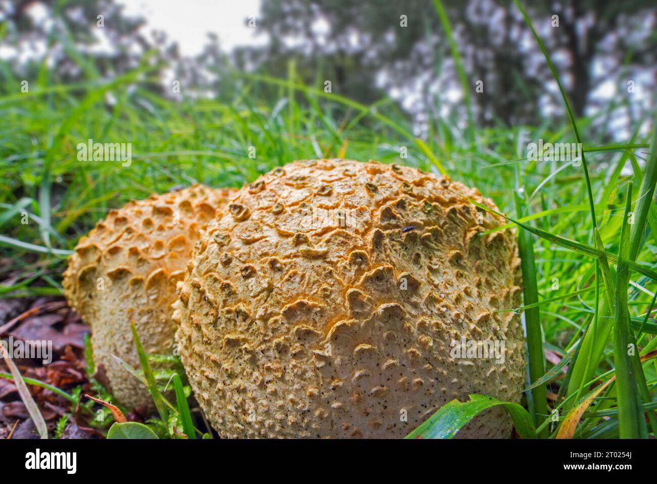Palla di terra comune / palla di veleno per suino / palla di terra comune (scleroderma citrinum / scleroderma aurantium) nell'erba nella foresta autunnale Foto Stock