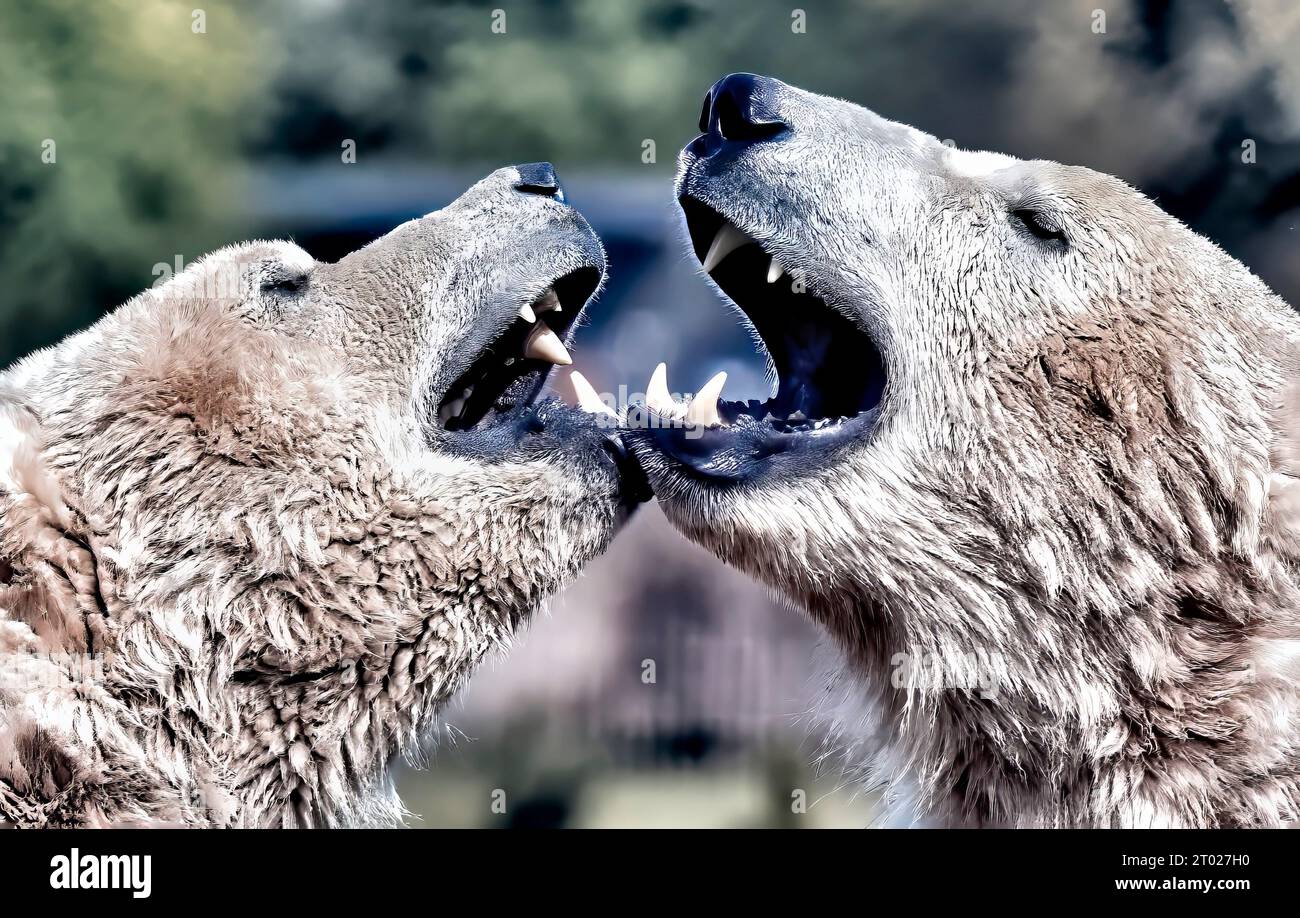 Un paio di giganti orsi grizzly in piedi naso a naso, uno di fronte all'altro, con la bocca aperta in un apparente spettacolo di comunicazione Foto Stock