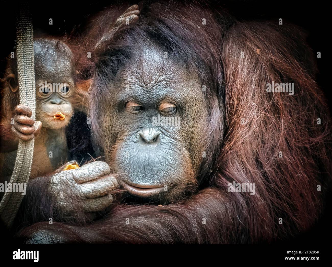 Un primate con due orangotango arroccato sulla schiena è felicemente sgranocchiato su un ramo Foto Stock