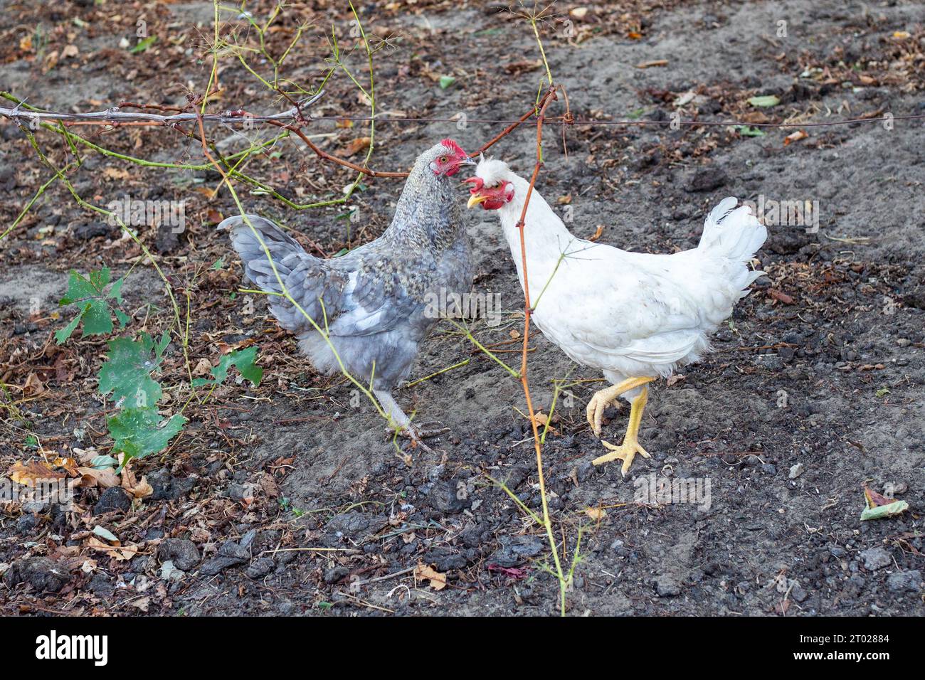 Due giovani galline grigie e bianche corrono intorno al cortile del villaggio. Allevamento e allevamento di pollame. Foto Stock