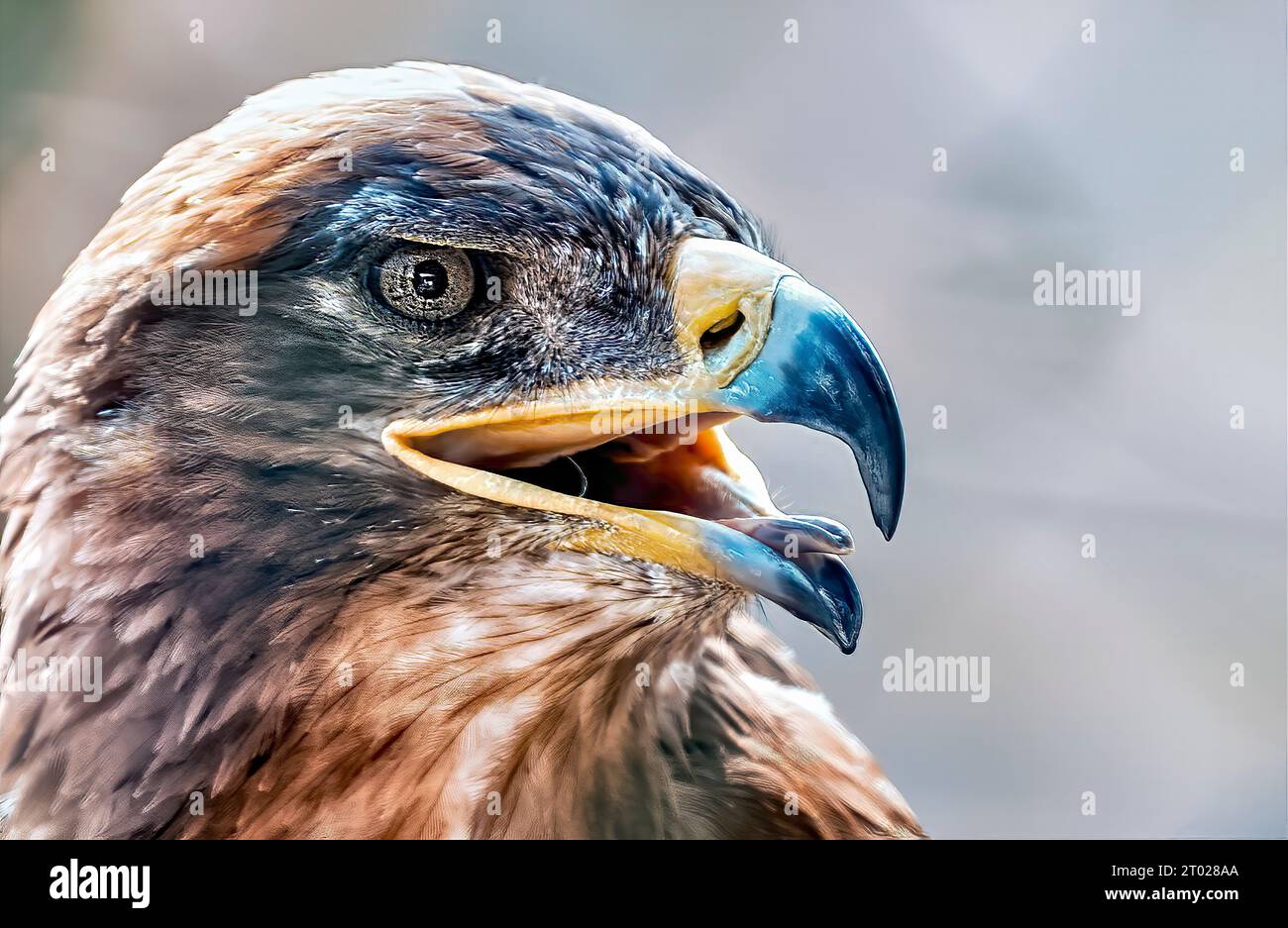 Un primo piano di un'aquila dorata con il becco aperto, che rivela denti affilati Foto Stock