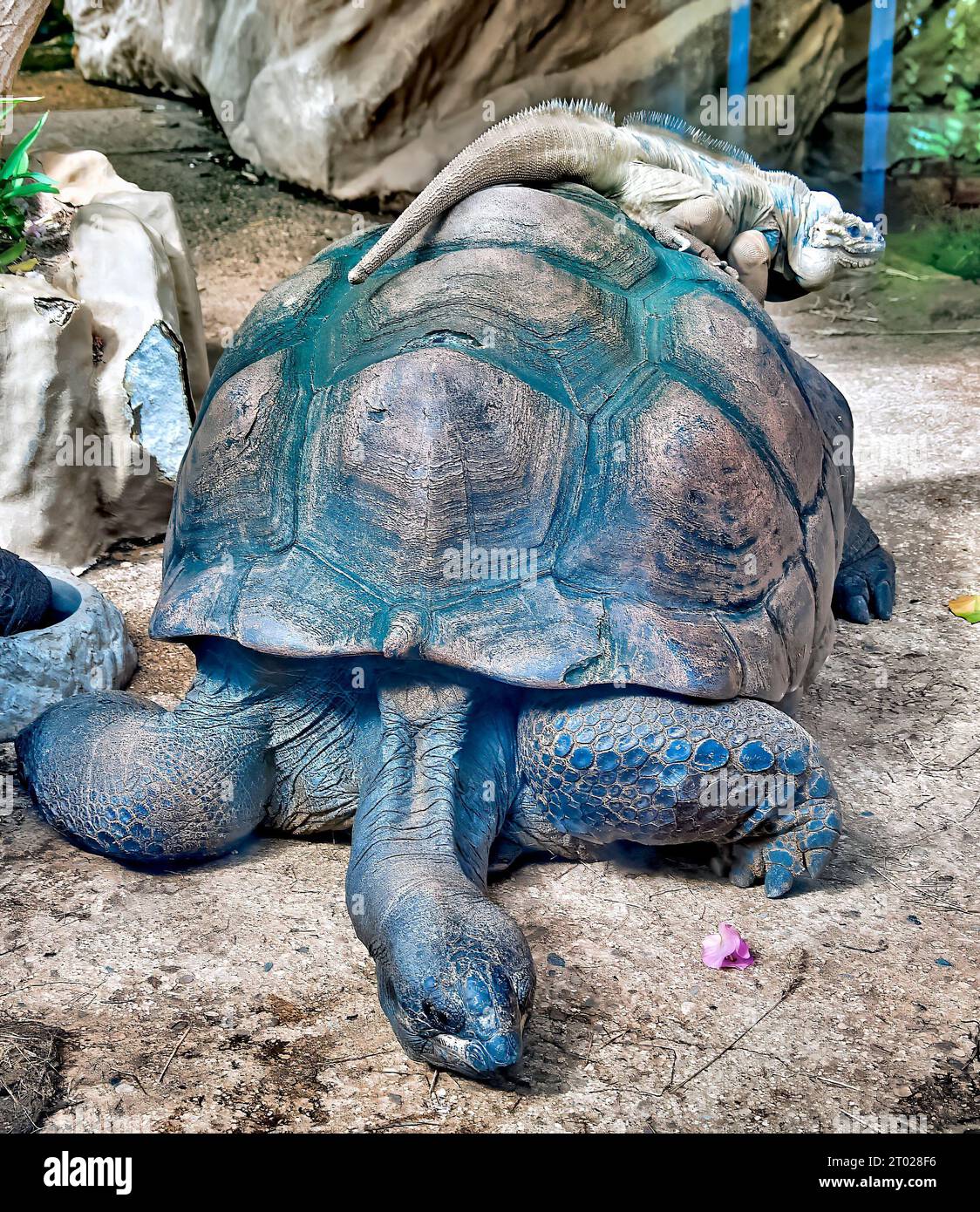 Una grande tartaruga è vista sdraiata sulla schiena in una mostra dello zoo con un elefante e un gatto presenti sullo sfondo Foto Stock