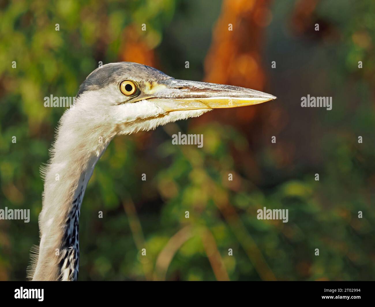 Airone grigio predatorio con becco di pugnale (Ardea cinerea) con luce soffusa della sera sul collo e sulla testa, piumaggio all'occhio di becco e mandibola inferiore arancione - Inghilterra Regno Unito Foto Stock