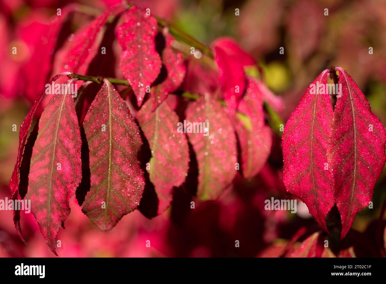 Foglie rosse di Euonymus alato (Euonymus alatus) nel giardino autunnale. Vista ravvicinata. Foto Stock