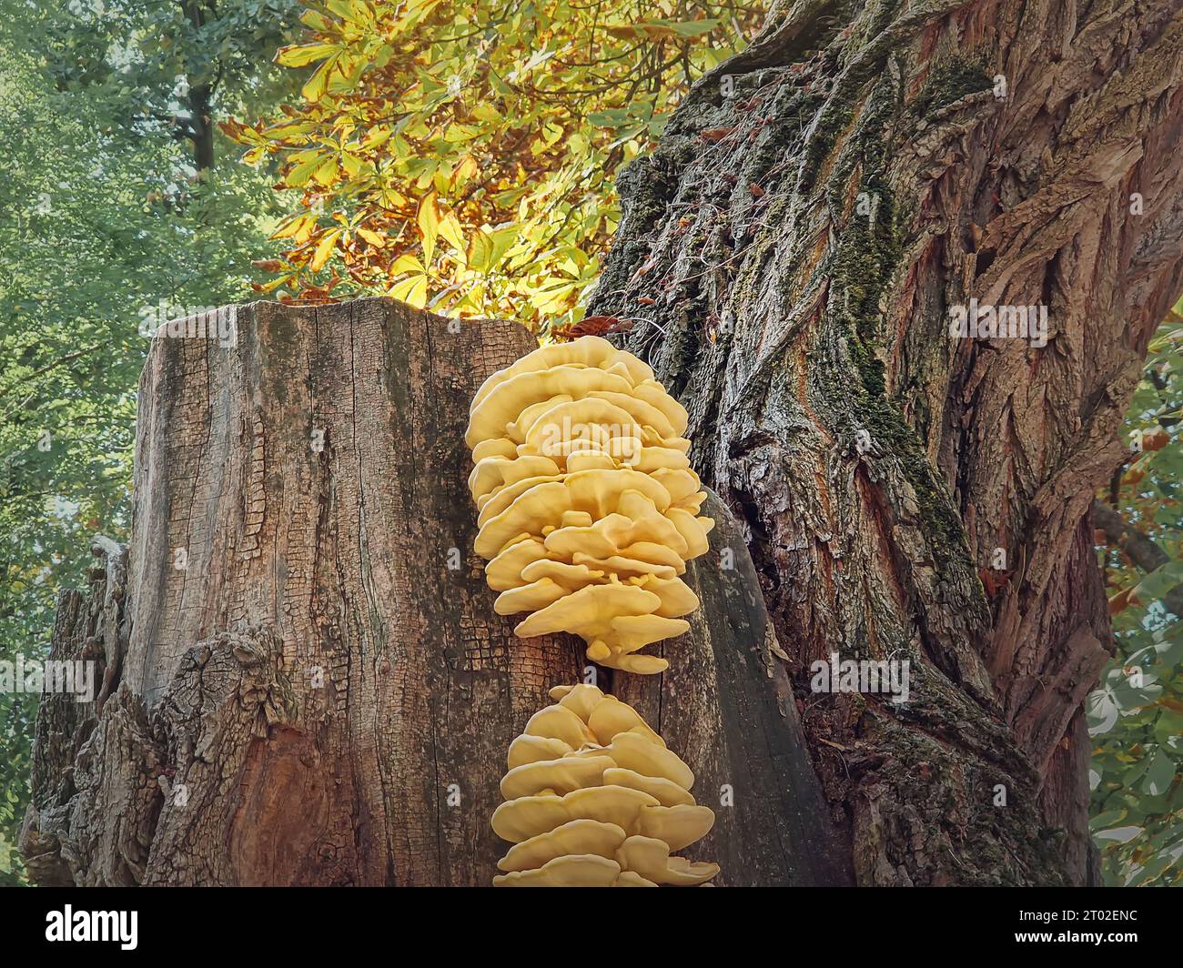 Funghi da albero che crescono su uno stelo di castagno. Pollo del bosco (Laetiporus Sulphureus) Foto Stock