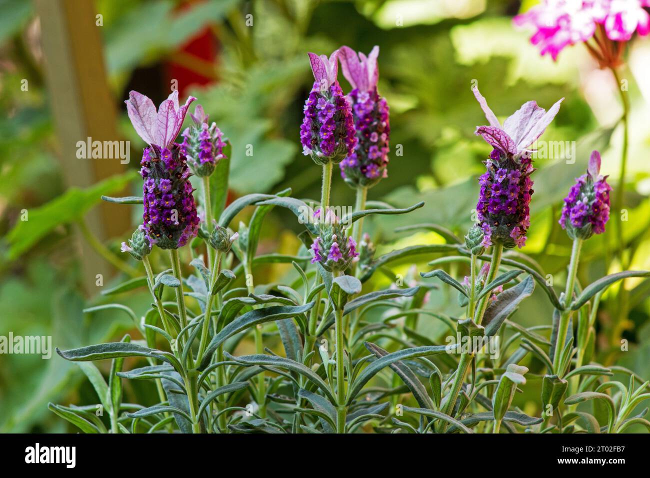 Pianta di lavanda, fiore (Lavandula Stoechas) in un giardino Foto Stock
