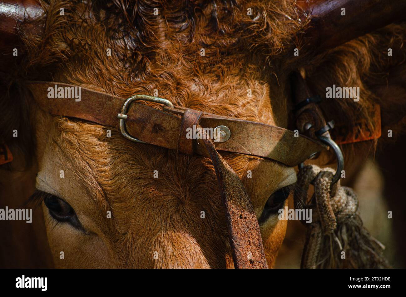 Ritratto di una mucca di razza Barrosa, originaria del nord del Portogallo. Foto Stock