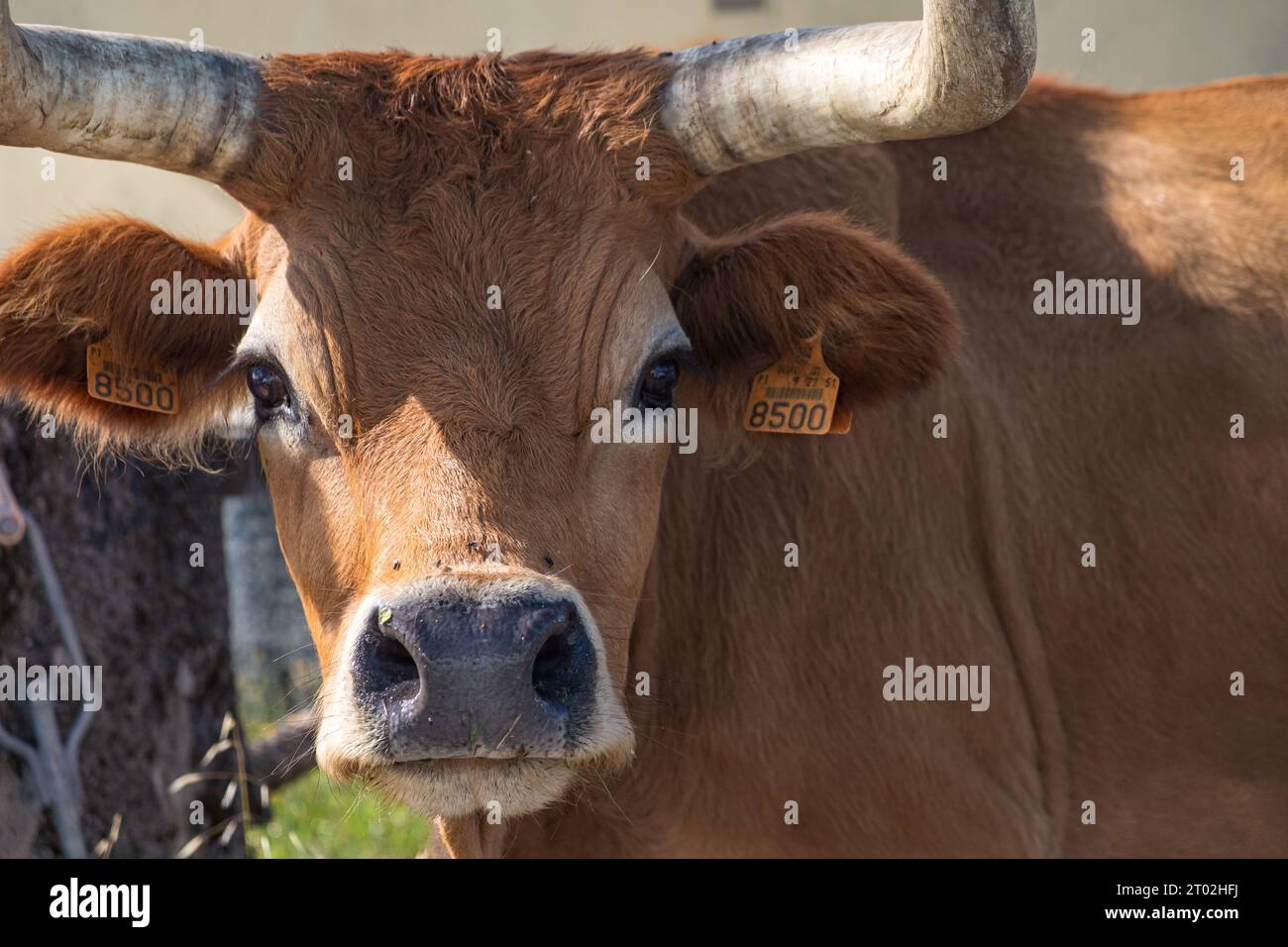 Ritratto di una mucca di razza Barrosa, originaria del nord del Portogallo Foto Stock