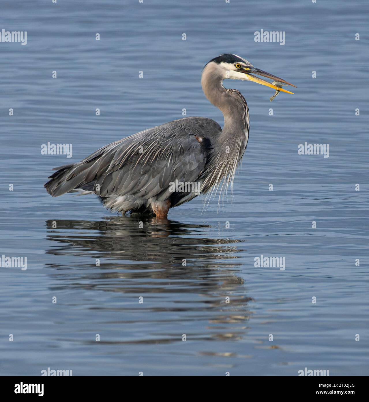 Un grande airone blu (Ardea herodias) che mangia un pesce vicino a Tower Point nel Witty's Lagoon Regional Park a Metchosin, British Columbia, Canada. Foto Stock