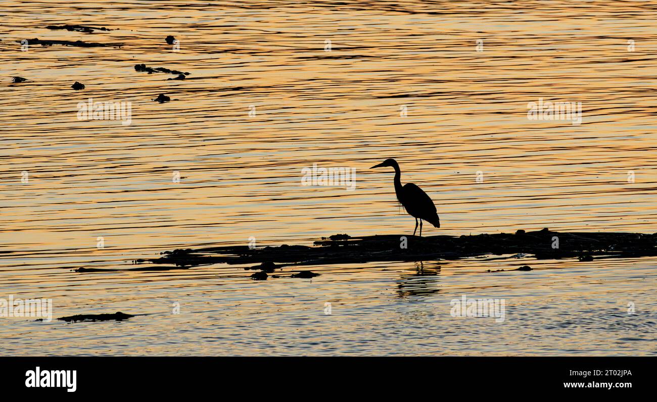 Un grande airone blu (Ardea herodias) sorge su una zattera di alghe all'alba vicino a Tower Point nel Parco regionale della Laguna di Witty a Metchosin, British Colu Foto Stock