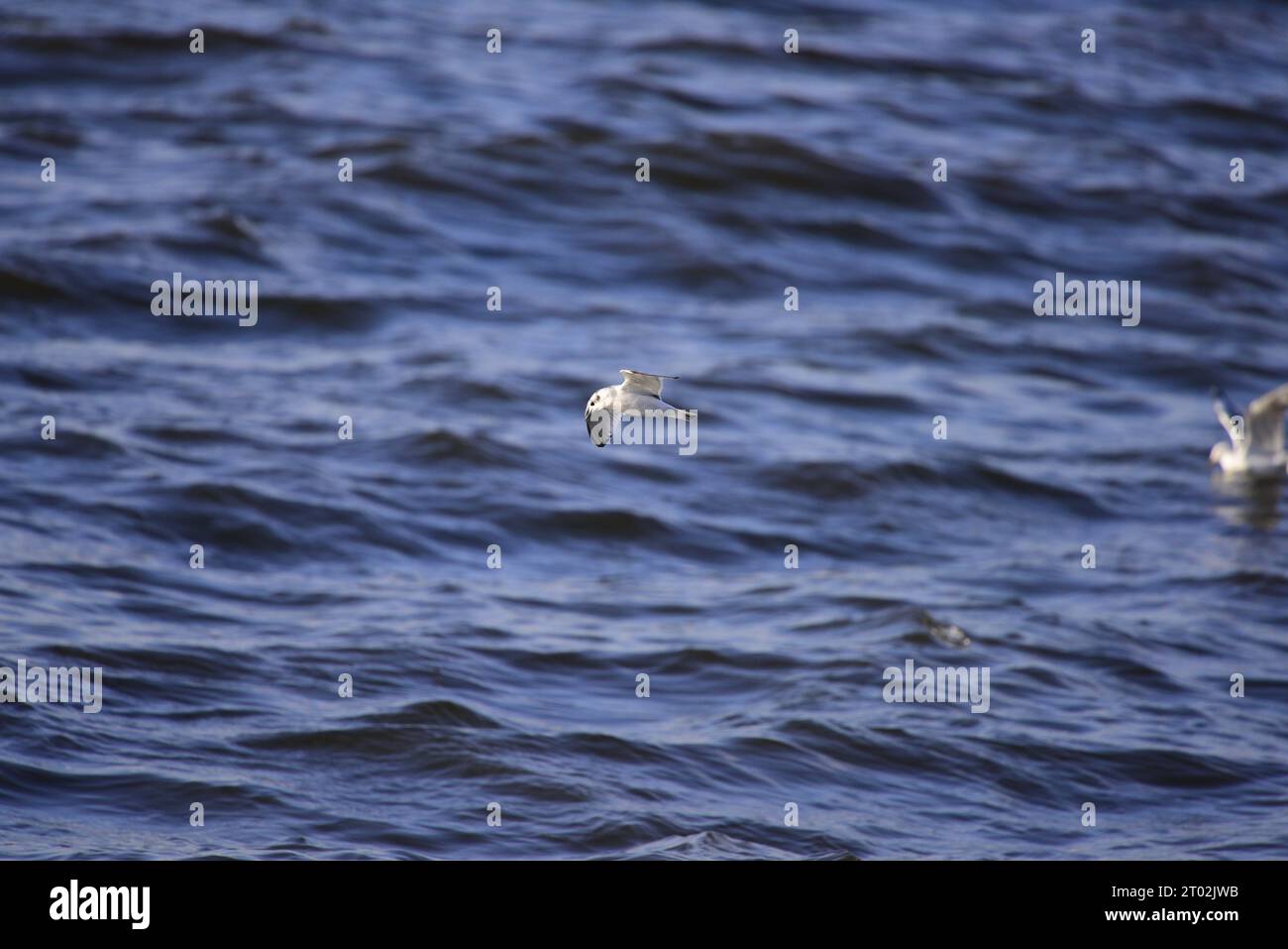 Little Gull Hydrocoloeus minutus Foto Stock