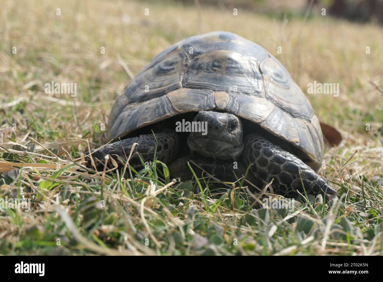 Una tartaruga che fissa la telecamera Foto Stock
