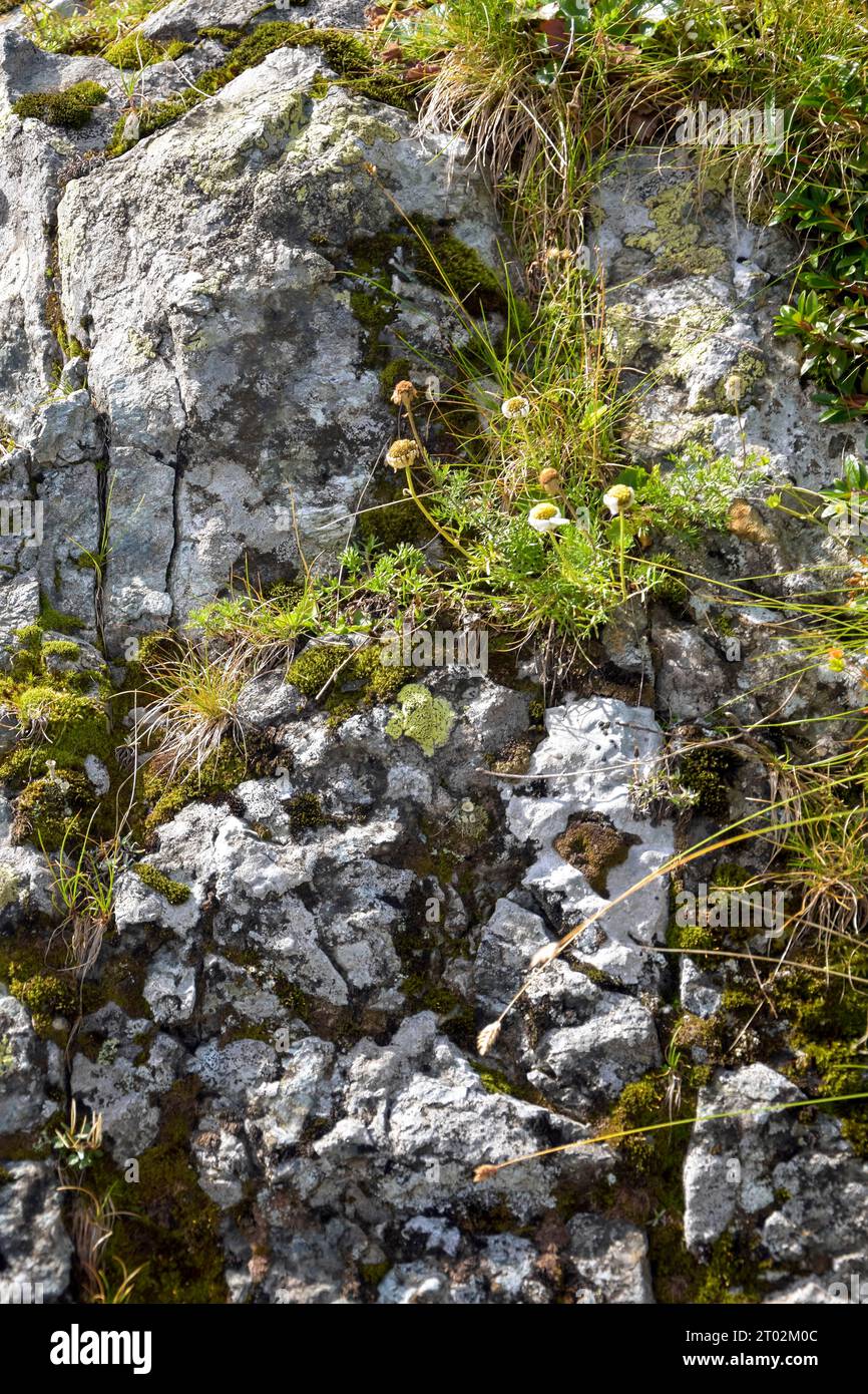 Sfondo di rocce grossolane, telaio completo. Consistenza ruvida in pietra delle montagne. Le pietre sono ricoperte di muschio e varie piante erbacee. Tema Foto Stock