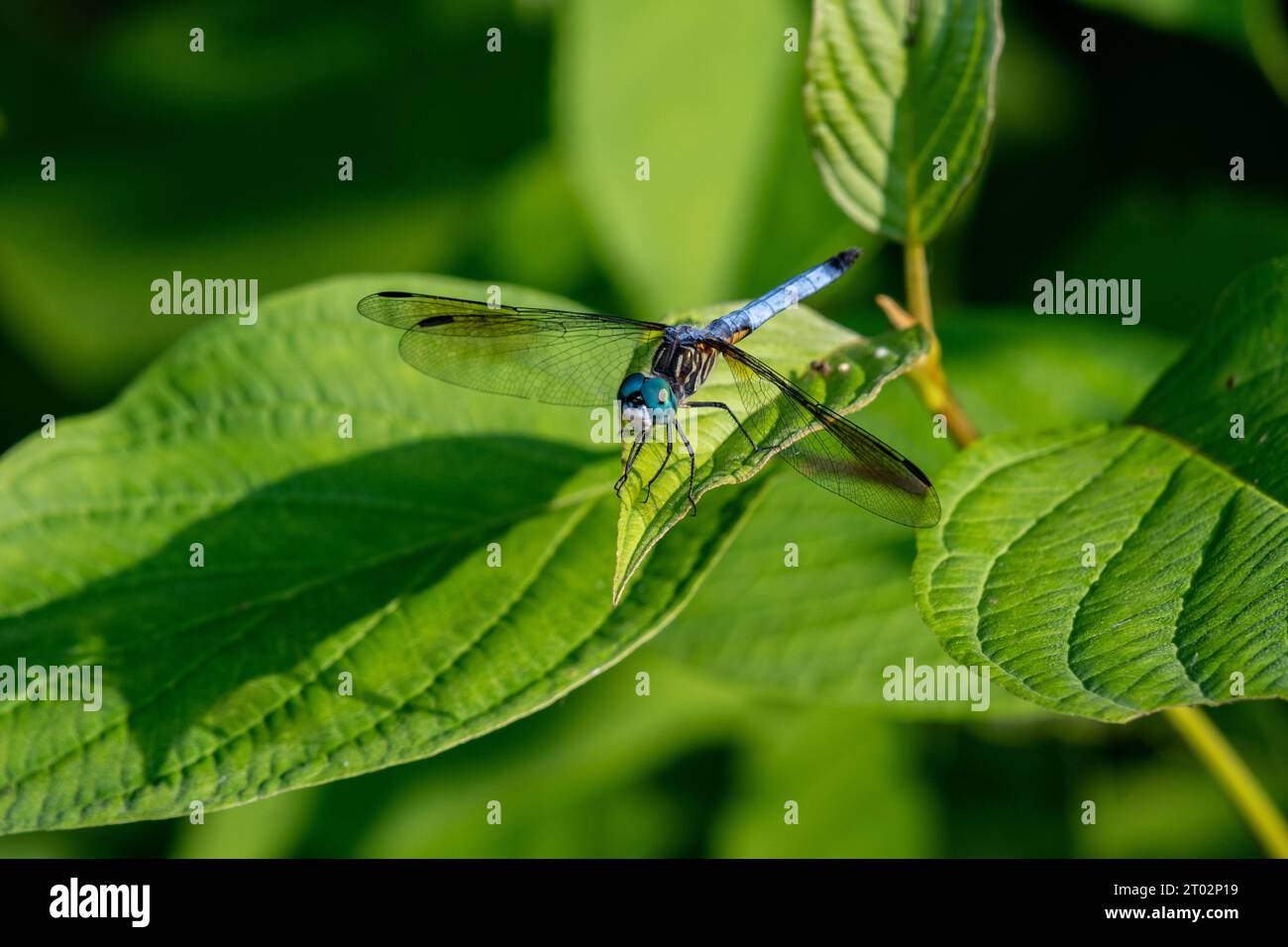 Une libellule se repose sur une feuille Foto Stock