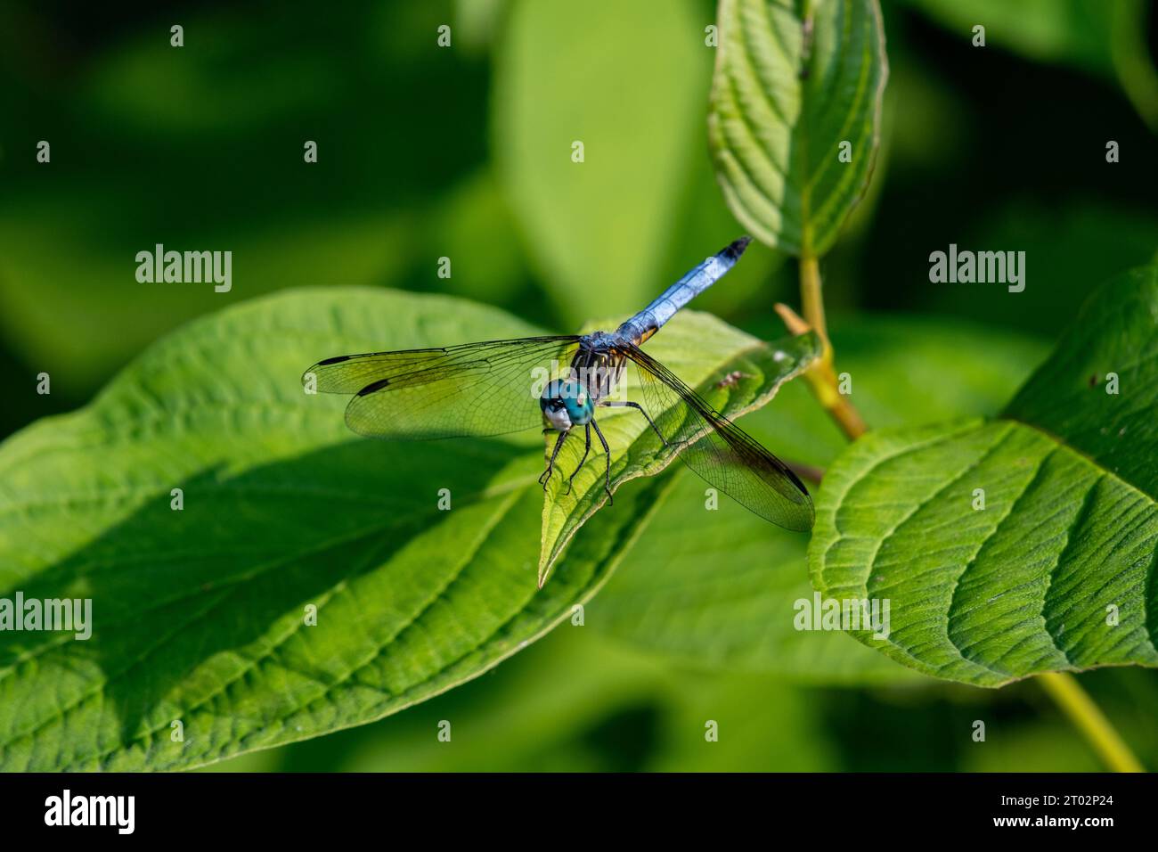 Une libellule se repose sur une feuille Foto Stock