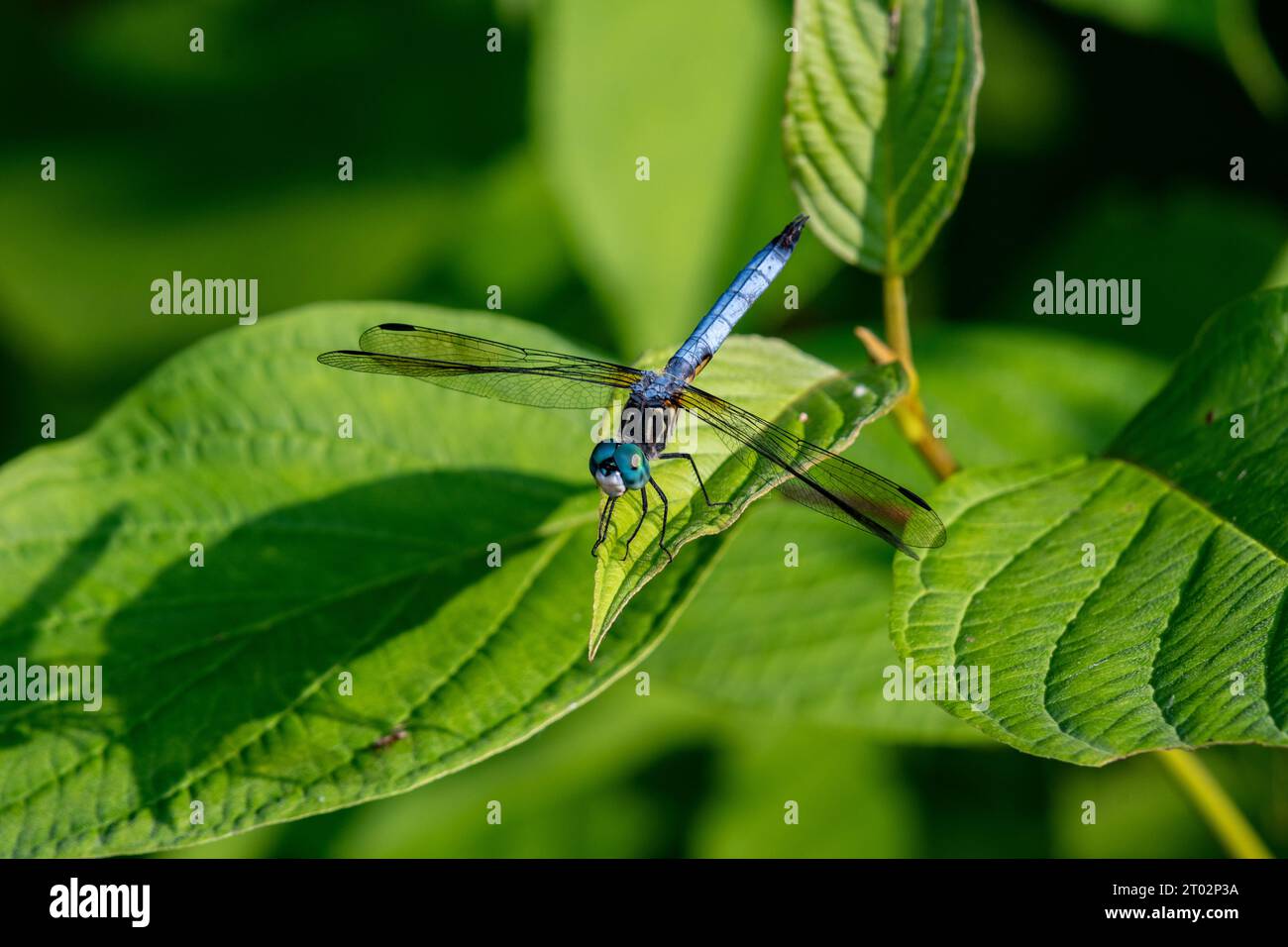 Une libellule se repose sur une feuille Foto Stock