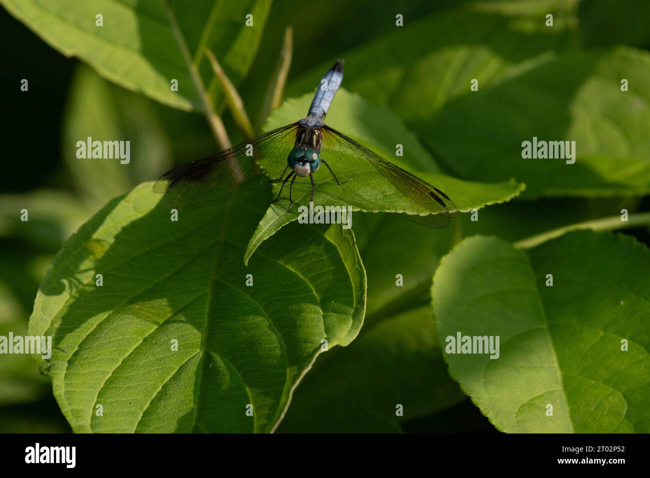 Une libellule se repose sur une feuille Foto Stock