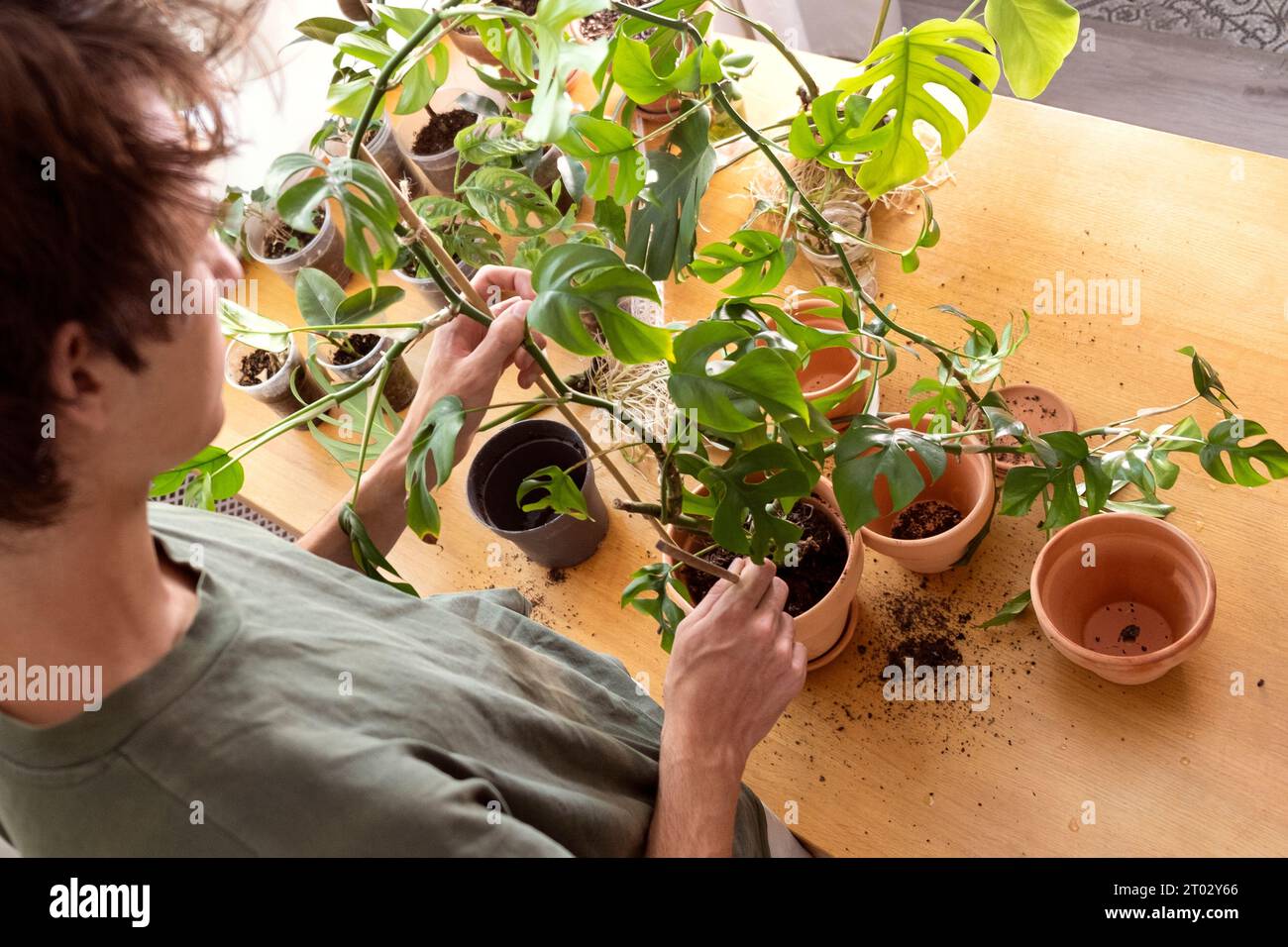 Un giovane che tiene in mano mini monstera Rhaphidophora tetrasperma germoglia per smistare preparandosi a mettere in un vaso di fiori d'argilla. Coltivazione e cura del po in interni Foto Stock