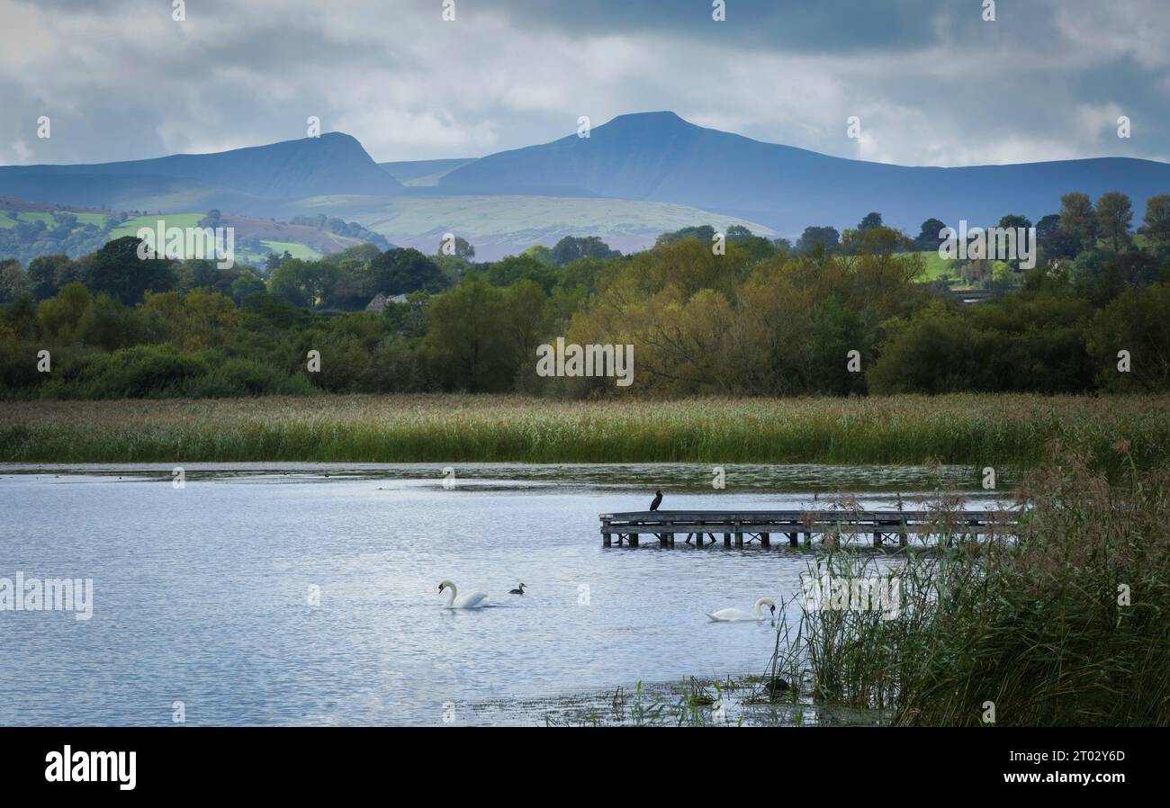 Uccelli che vivono sul lago Llangorse con la montagna Penyfan alle spalle nel Parco Nazionale Brecon Beacons (Bannau Brycheiniog), Galles del Sud, Regno Unito Foto Stock