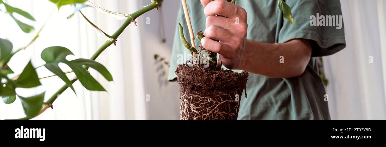 Banner. Un giovane uomo che tiene in mano mini monstera Rhaphidophora tetrasperma germoglia per smistare preparandosi a mettere in un vaso di fiori d'argilla. Coltivazione e cura Foto Stock
