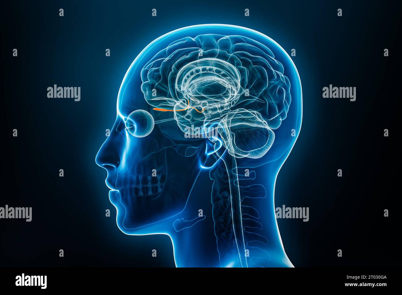 Vista del profilo dei raggi X del bulbo olfattivo e illustrazione del rendering 3D del tratto. Anatomia del cervello e del corpo umano, medicina, biologia, scienza, neuroscienza, ne Foto Stock