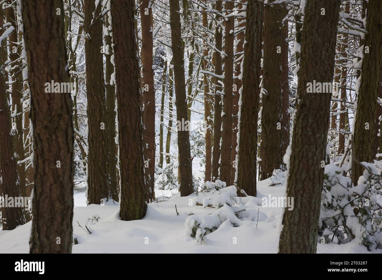 boschi innevati Foto Stock
