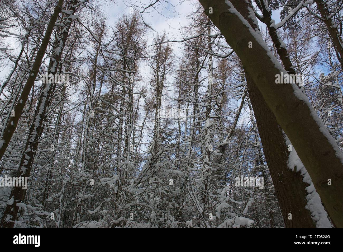 boschi innevati Foto Stock