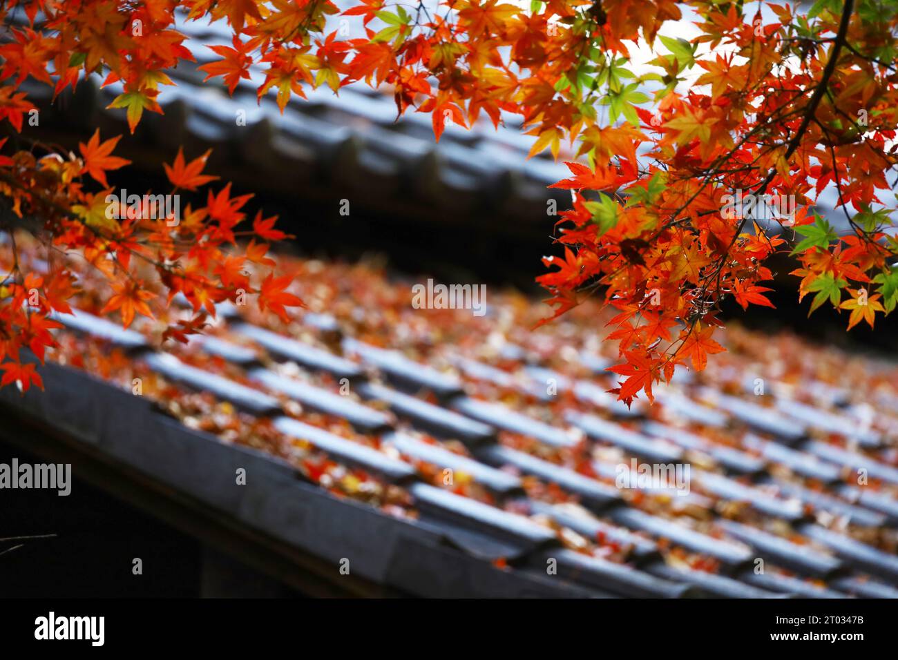 Gli aceri rossi giapponesi illuminano il giardino di una vecchia casa giapponese Foto Stock