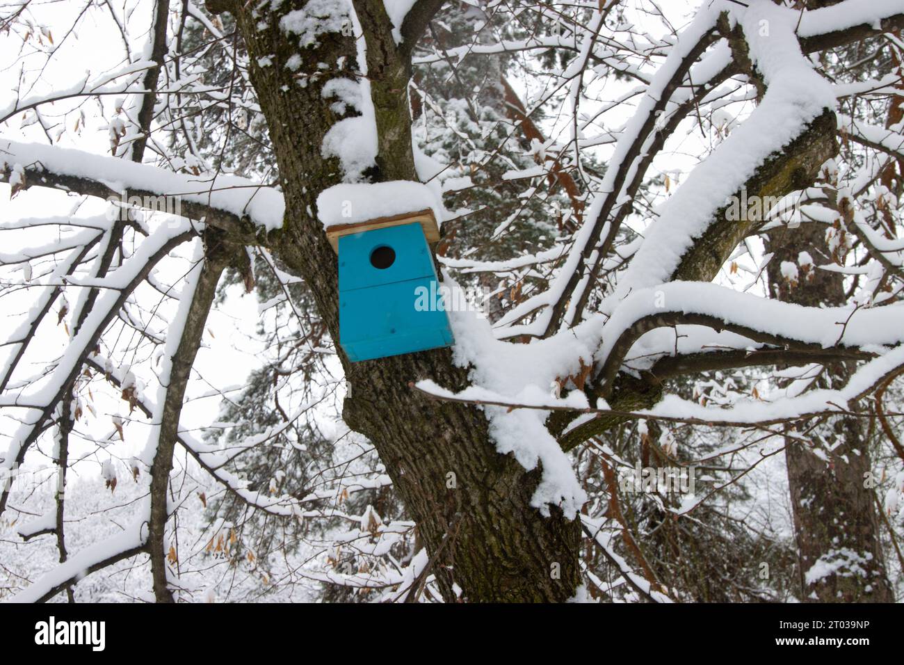 Casa vuota di legno blu nell'albero in una fredda giornata invernale Foto Stock