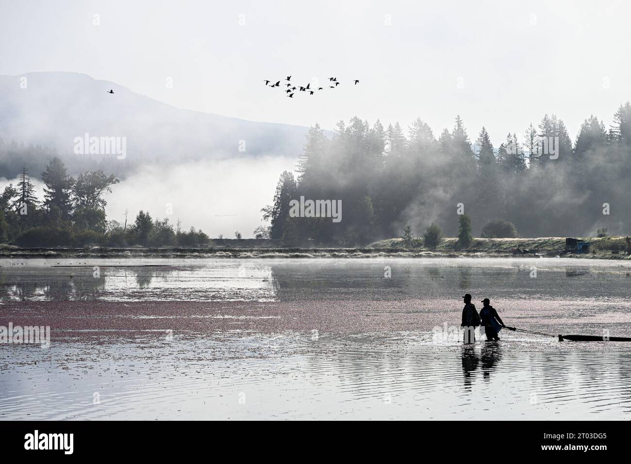 Campo di mirtilli rossi allagato, Pitt Meadows, British Columbia, Canada Foto Stock