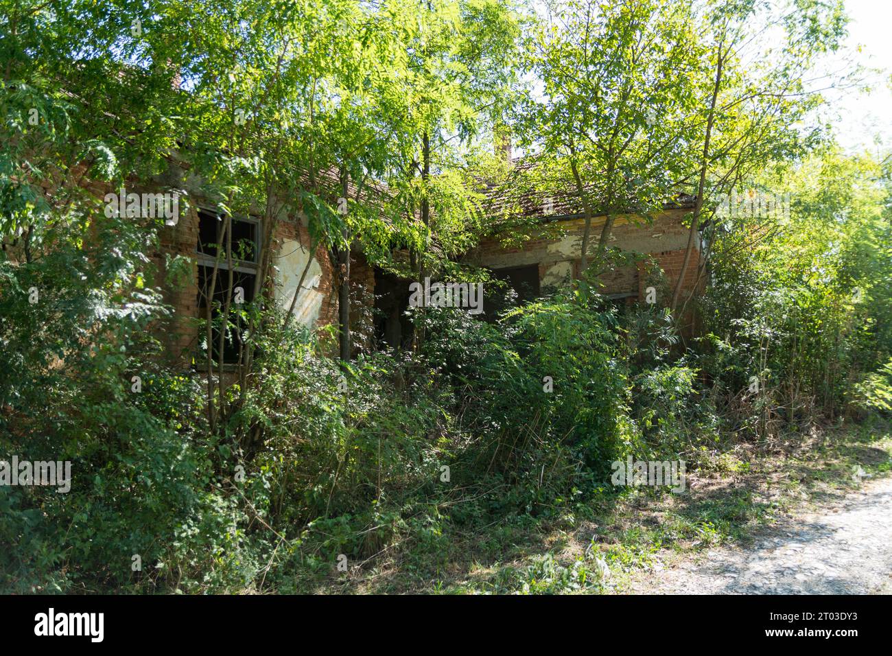 Un edificio estremamente antico in rovina, ricoperto di fitta vegetazione e alberi, che lo rendono irriconoscibile. Il suo decadimento sotto l'influenza del tempo Foto Stock