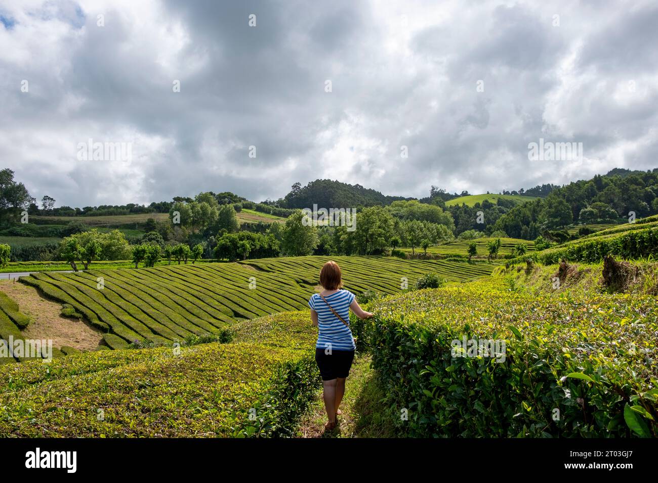 Donna che cammina tra la piantagione di tè di Gorreana nell'isola di Sao Miguel, Azzorre, Portogallo Foto Stock