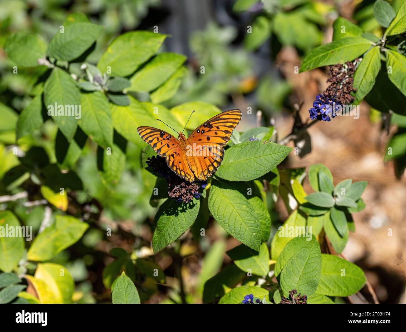Farfalla fritillary del Golfo, Agraulis vanillae (Linnaeus), una farfalla arancione con contrassegni neri. Foto Stock