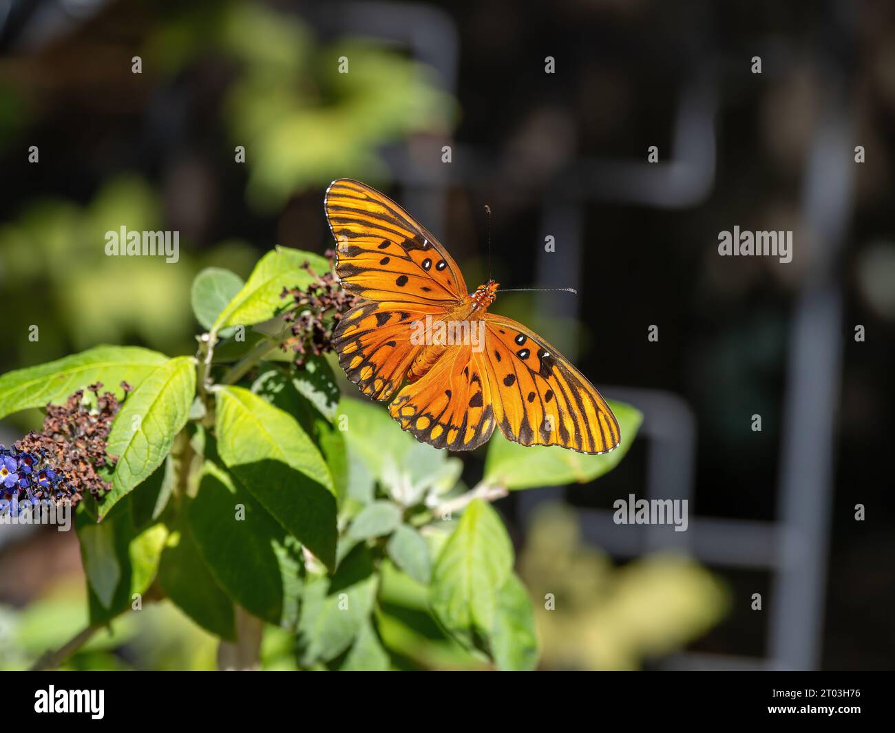 Farfalla fritillary del Golfo, Agraulis vanillae (Linnaeus), una farfalla arancione con contrassegni neri. Foto Stock