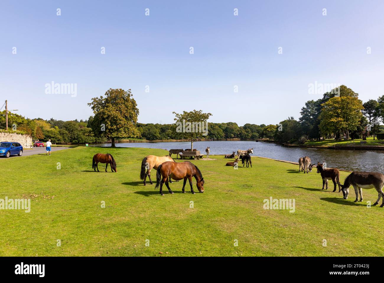 Pony New Forest nel villaggio di Beaulieu che mangiano erba accanto al fiume Beaulieu, Hampshire, Inghilterra, Regno Unito, settembre 2023 Foto Stock