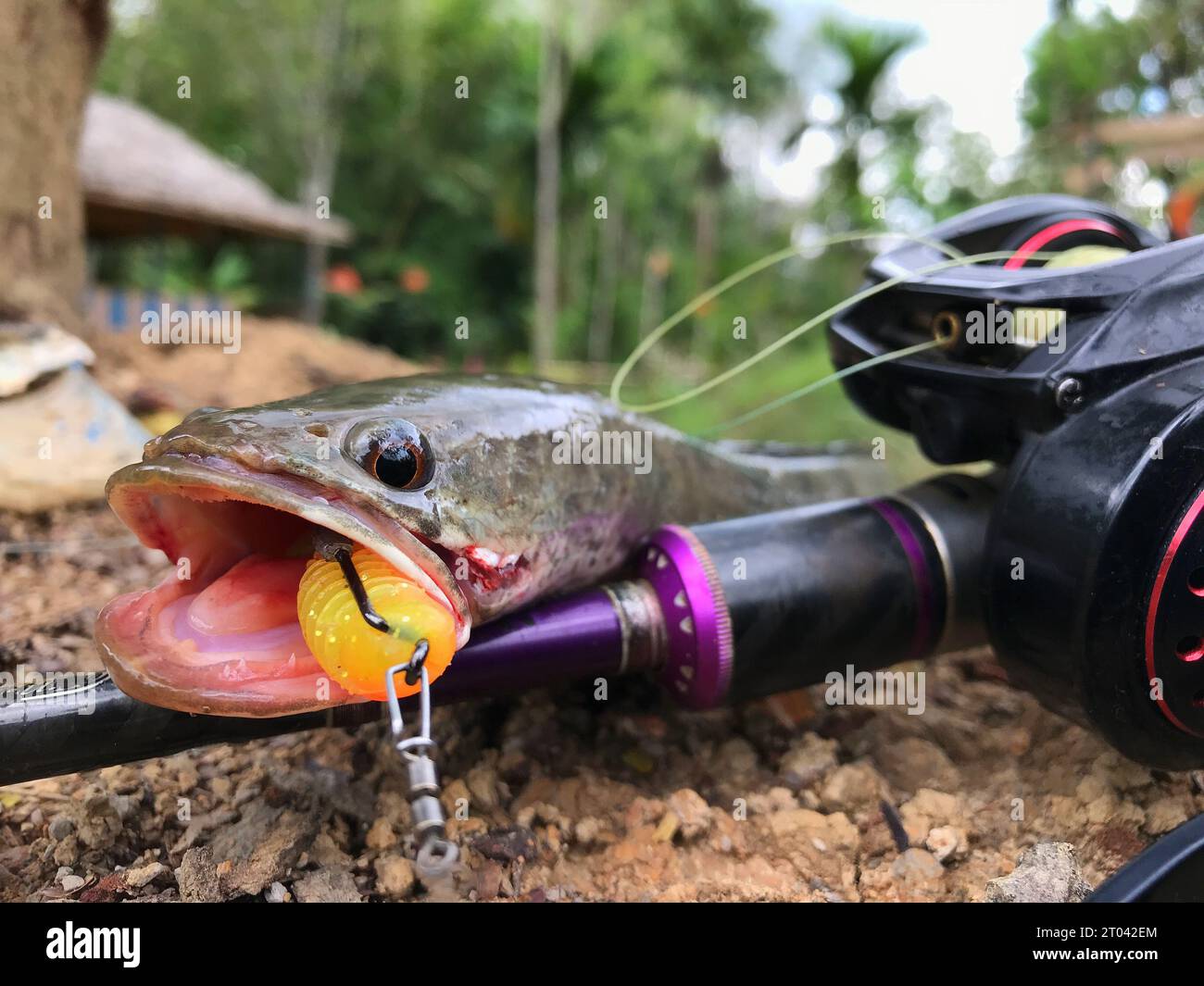un pesce a testa di serpente viene catturato con un'esca finta Foto Stock