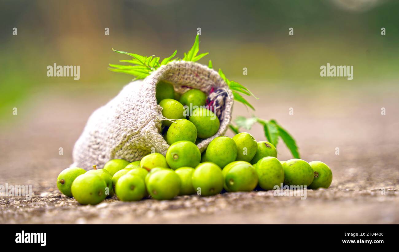 Frutta Neem con bastoncini di neem e foglia di neem. Neem è un'eccellente idratante e contiene vari composti che hanno prope insetticida e medicinale Foto Stock