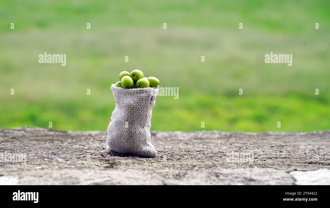 Neem Fruit con bastoncini di neem e foglie di neem isolate su sfondo bianco. Neem è un'eccellente idratante e contiene vari composti che contengono in Foto Stock