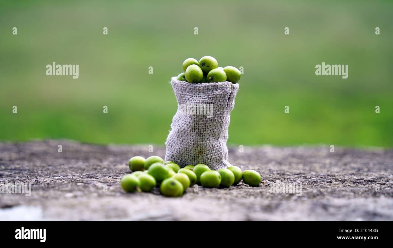 Neem Fruit con bastoncini di neem e foglie di neem isolate su sfondo bianco. Neem è un'eccellente idratante e contiene vari composti che contengono in Foto Stock